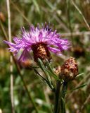 Centaurea jacea subspecies substituta. Верхушка побега с распустившимся и развивающимися соцветиями. Крым, Белогорский р-н, склон горы между Топловским монастырём и дорогой. 11.08.2018.