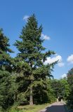 Abies lasiocarpa