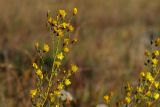 Hieracium umbellatum