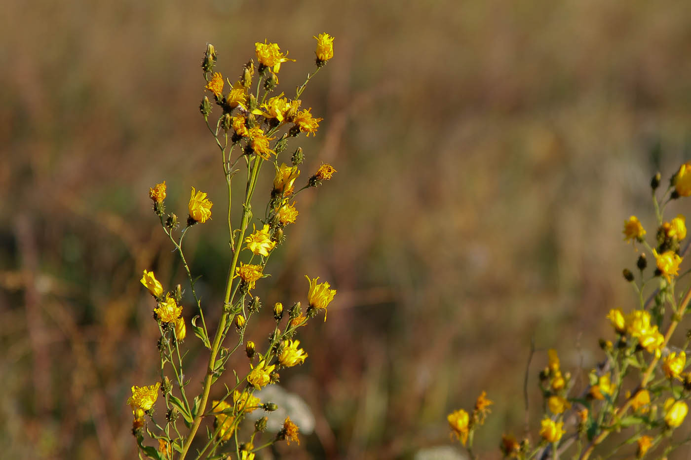 Image of Hieracium umbellatum specimen.