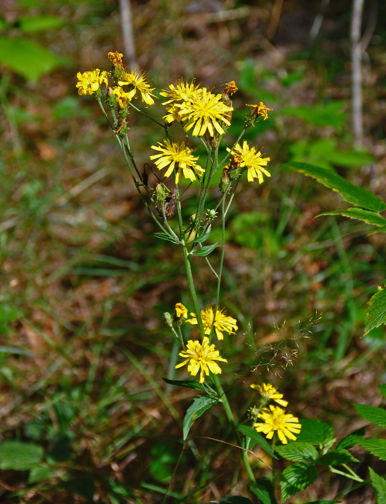 Изображение особи Hieracium umbellatum.