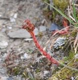 Sedum tenellum. Отцветшее растение. Грузия, край Мцхета-Мтианети, окр. перевала Чаухи, ≈ 3300 м н.у.м, щебенистое плоское место. 01.08.2018.