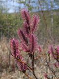 Salix saxatilis