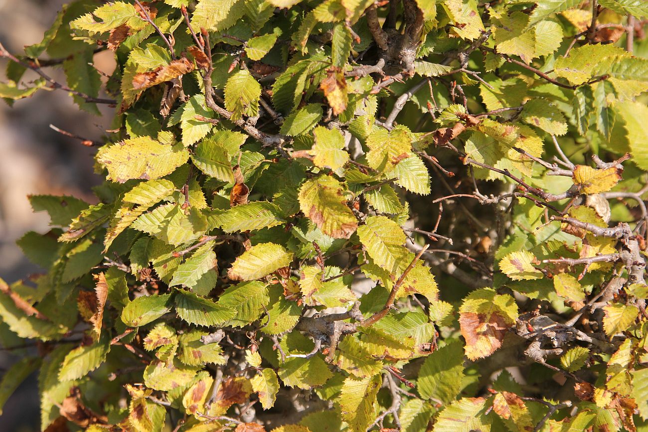 Изображение особи Carpinus orientalis.