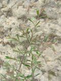 Rhamnus erythroxyloides
