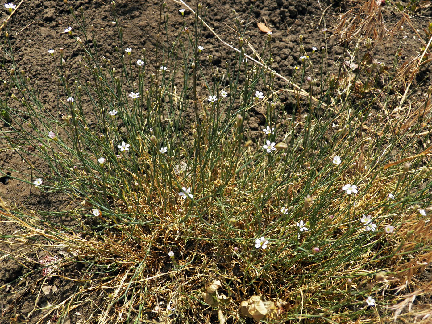 Image of Petrorhagia saxifraga specimen.