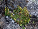 Diapensia lapponica