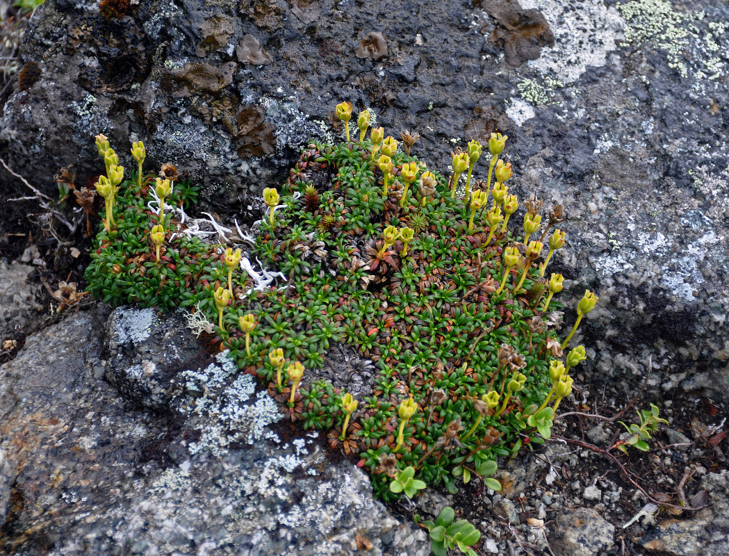 Изображение особи Diapensia lapponica.