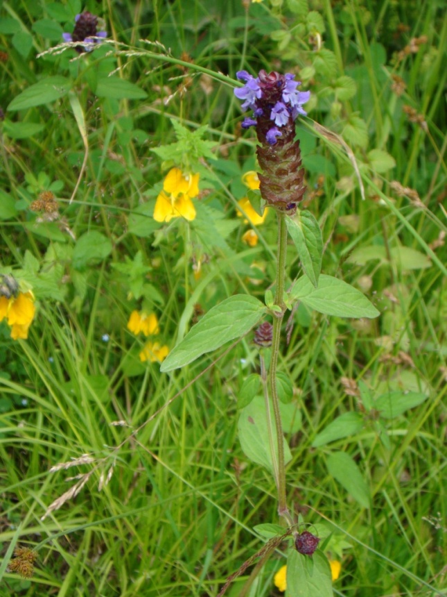Image of Prunella vulgaris specimen.