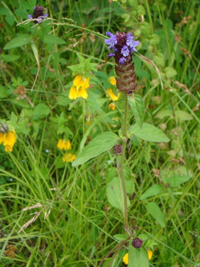 Изображение особи Prunella vulgaris.