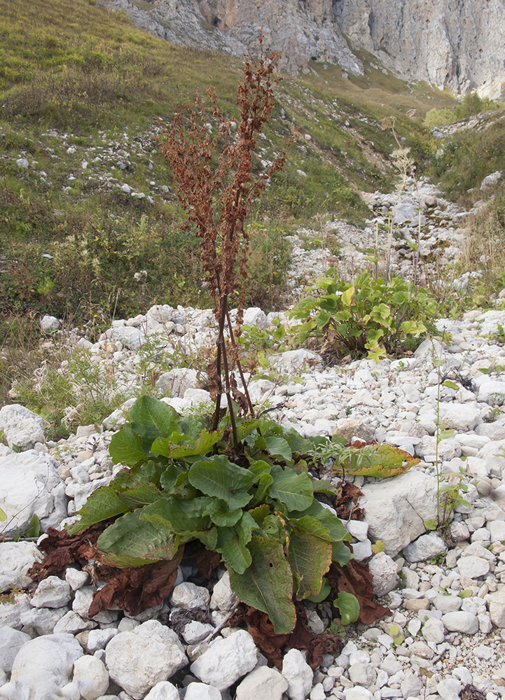 Изображение особи Rumex alpinus.