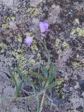 genus Veronica. Верхушка цветущего растения. Грузия, край Самцхе-Джавахети, Аспиндзский муниципалитет, окр. крепости Тмогви, левый борт долины р. Кура, восточный склон Эрушетского нагорья. 12.10.2018.