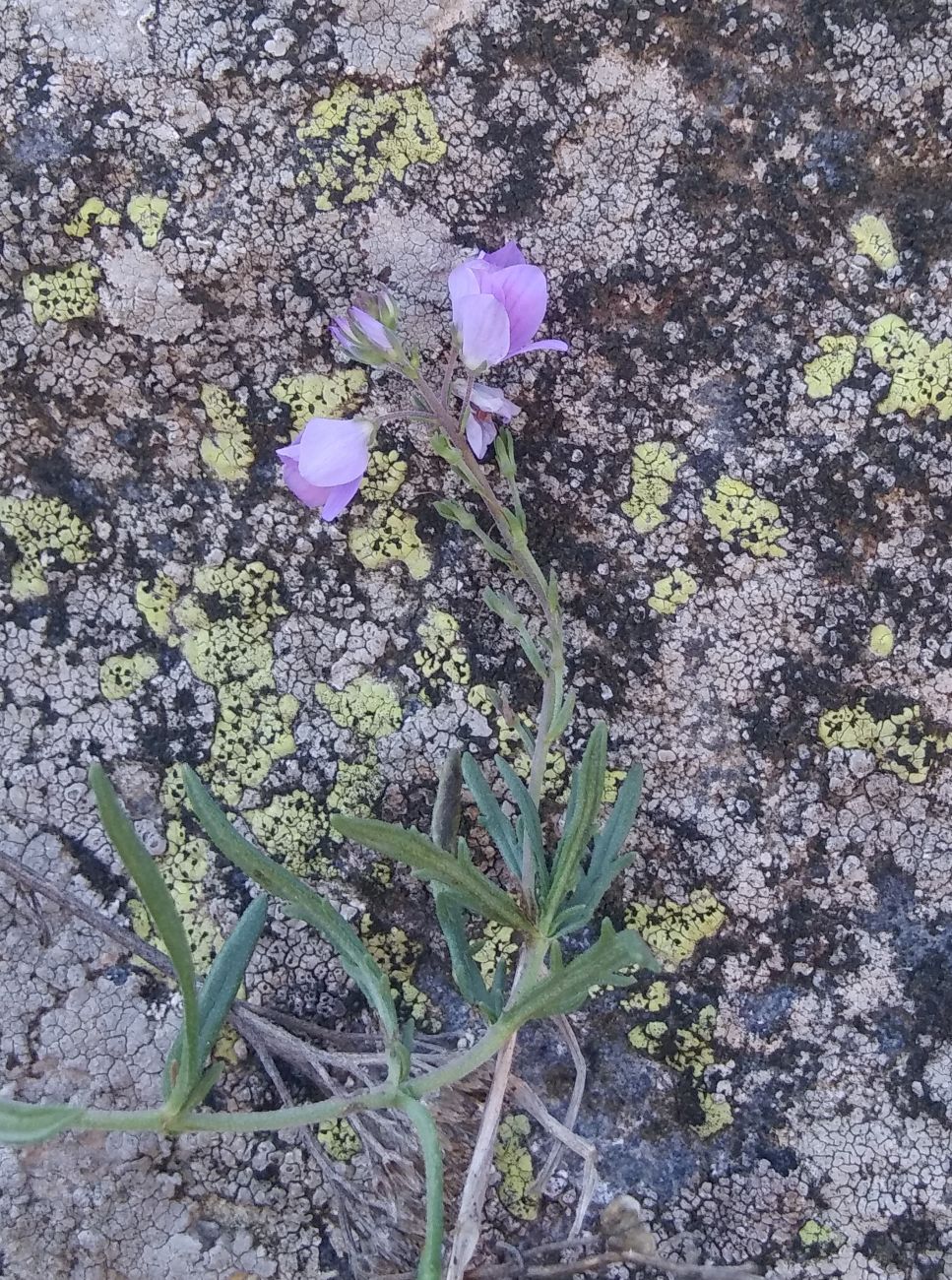 Image of genus Veronica specimen.