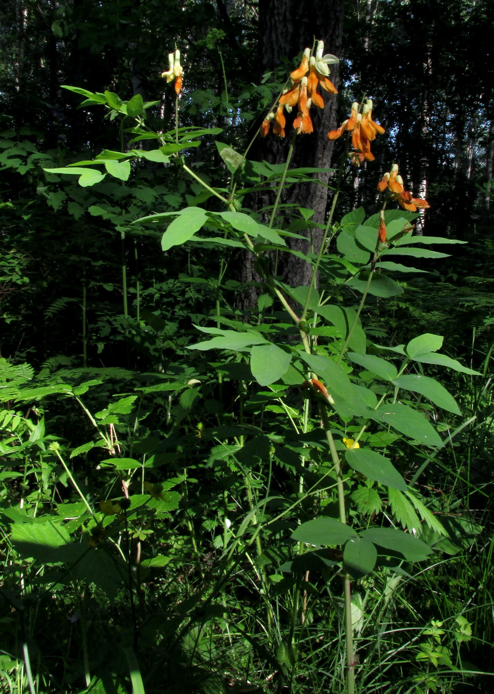 Image of Lathyrus gmelinii specimen.