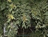 Salvadora persica