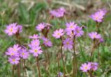 Primula nutans