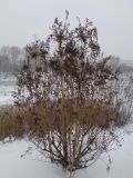 genus Lonicera