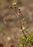 Sonchus oleraceus