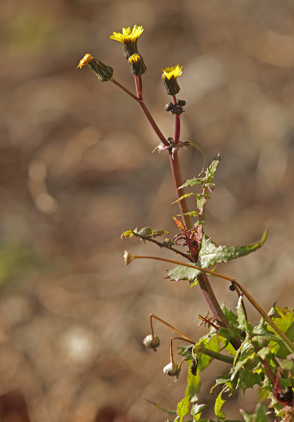 Изображение особи Sonchus oleraceus.