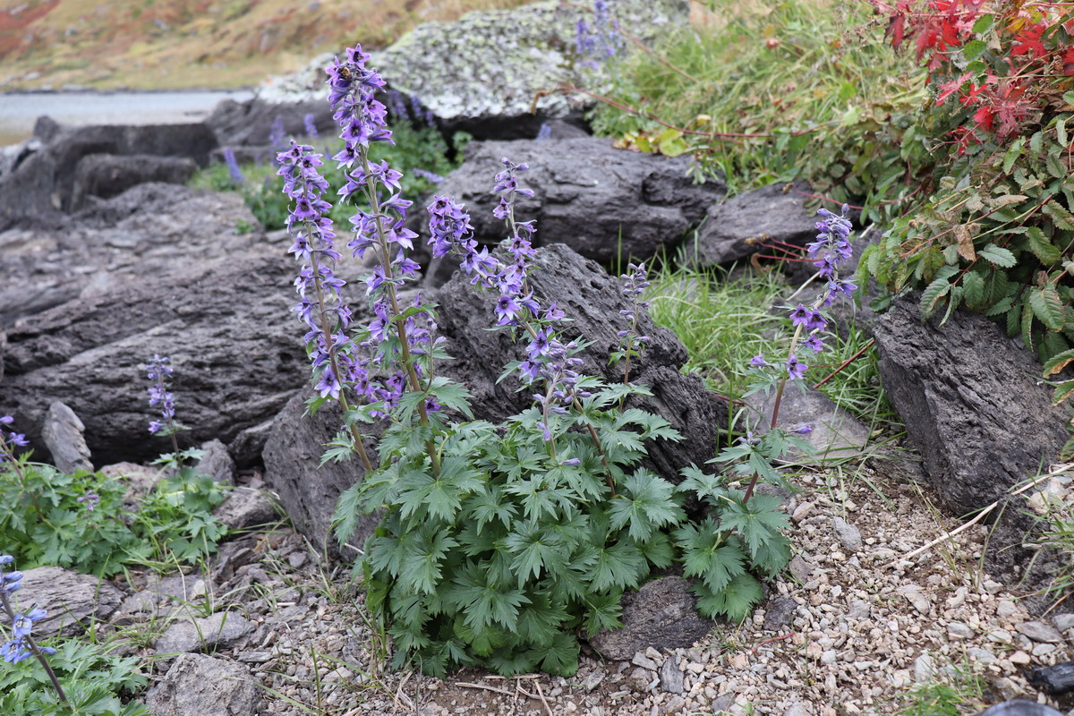 Изображение особи Delphinium inconspicuum.