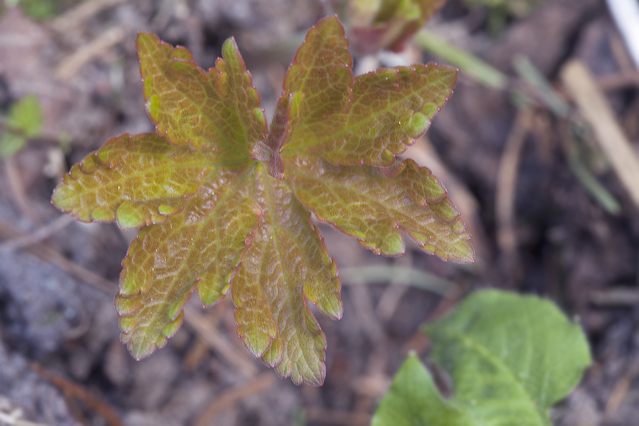 Image of Geranium sylvaticum specimen.