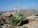 Rosularia glabra. Вегетирующее растение с прошлогодними цветоносами. Южный Казахстан, Сырдарьинский Каратау, горы Улькунбурултау, ≈ 900 м н.у.м., скалистый гребень. 14 марта 2019 г.