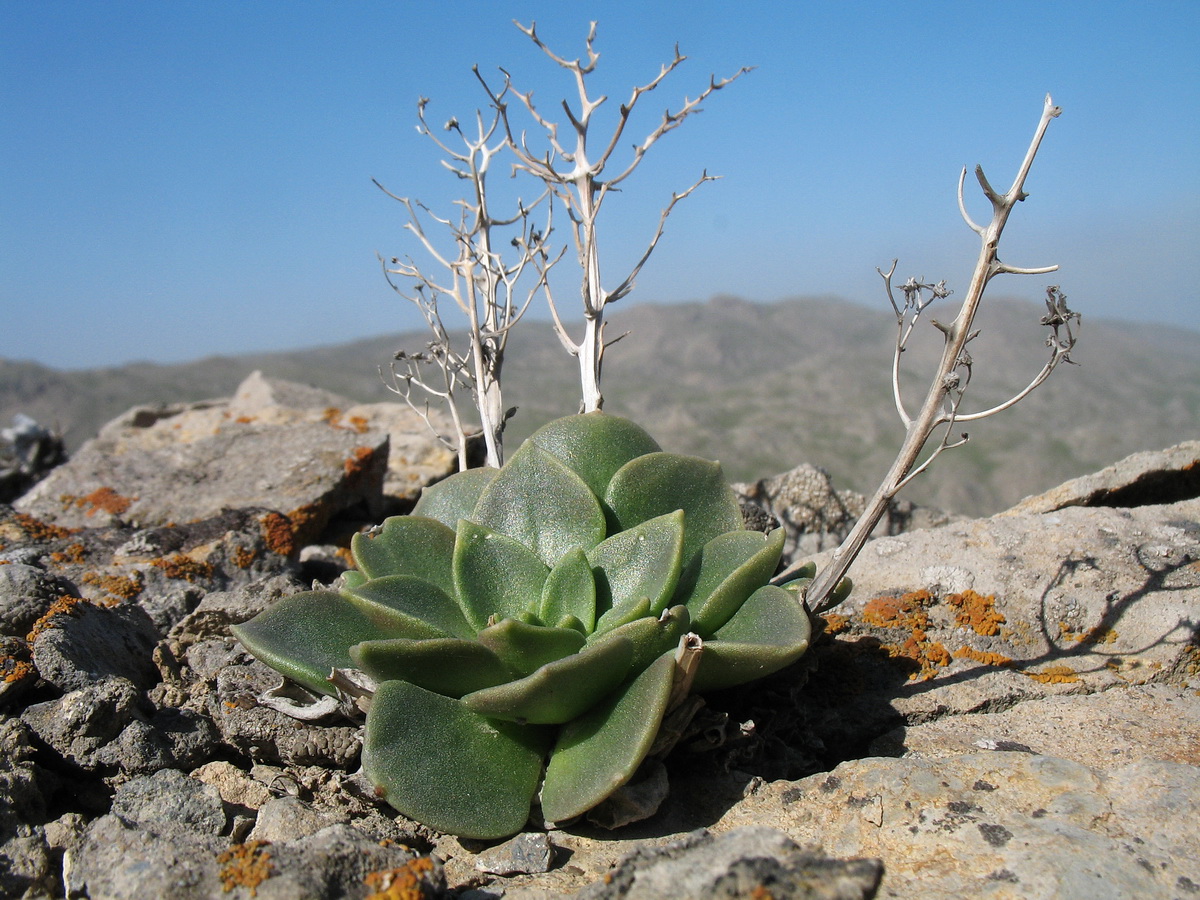 Изображение особи Rosularia glabra.