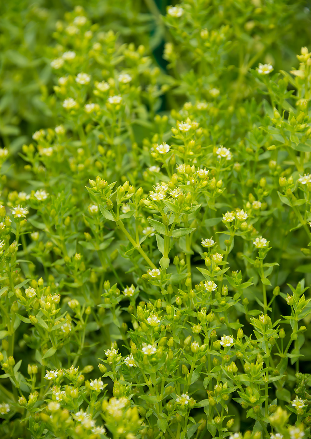 Изображение особи Honckenya peploides ssp. major.