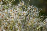 Clematis mandshurica. Верхушки плодоносящих побегов. Кировская обл., г. Киров, Ботанический сад Вятского государственного университета, в культуре. 22.09.2018.