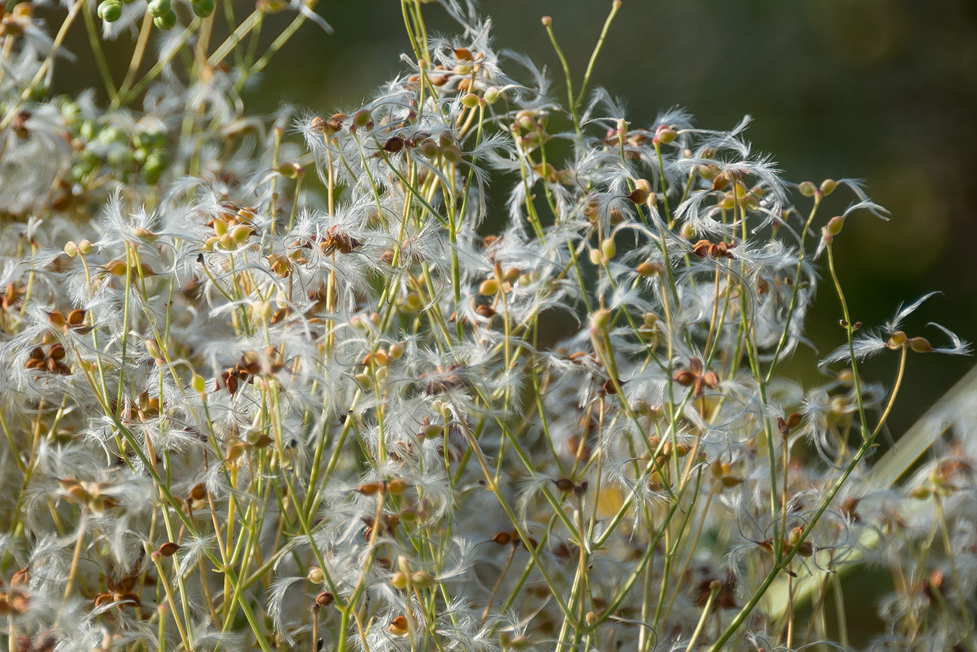 Изображение особи Clematis mandshurica.