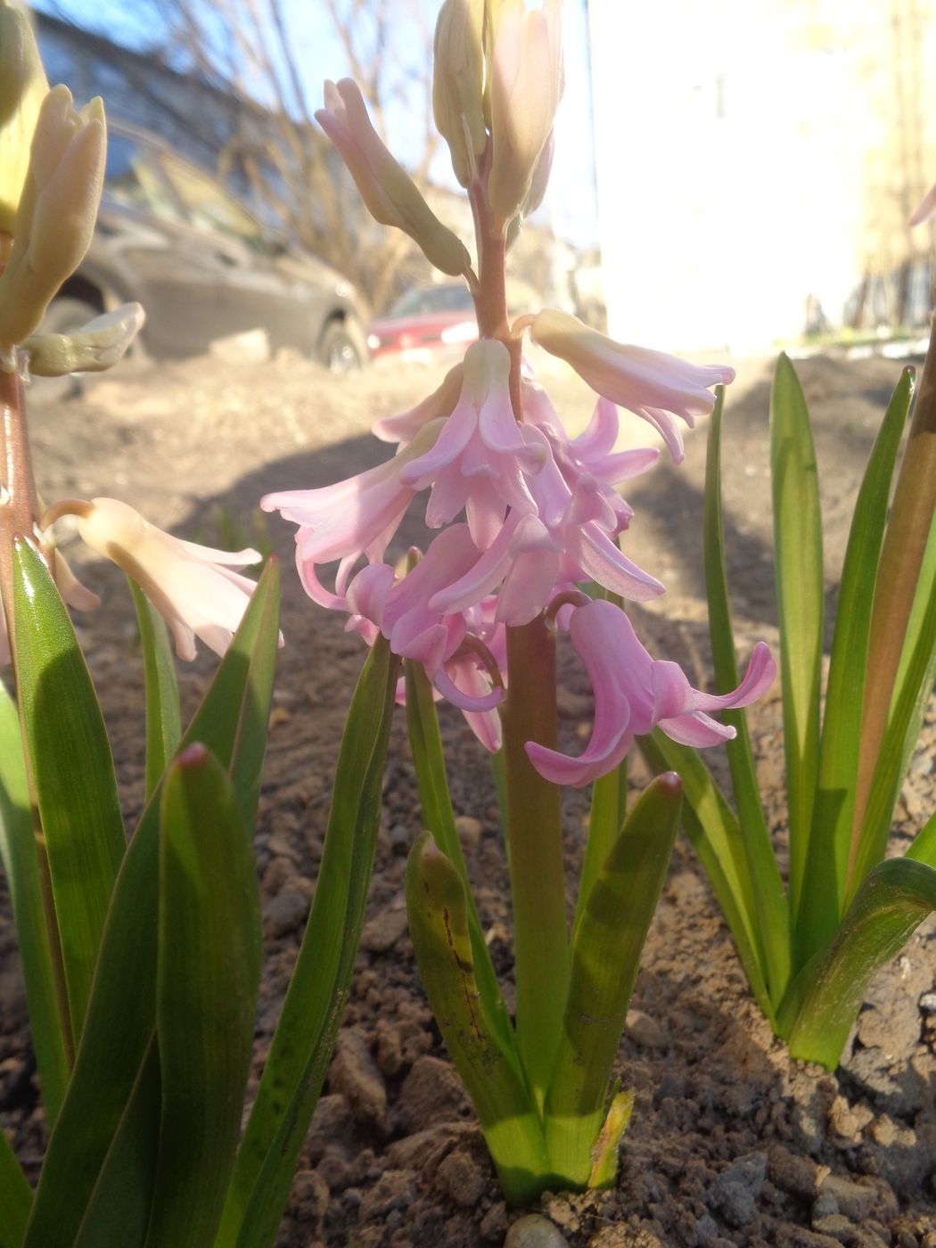 Изображение особи Hyacinthus orientalis.