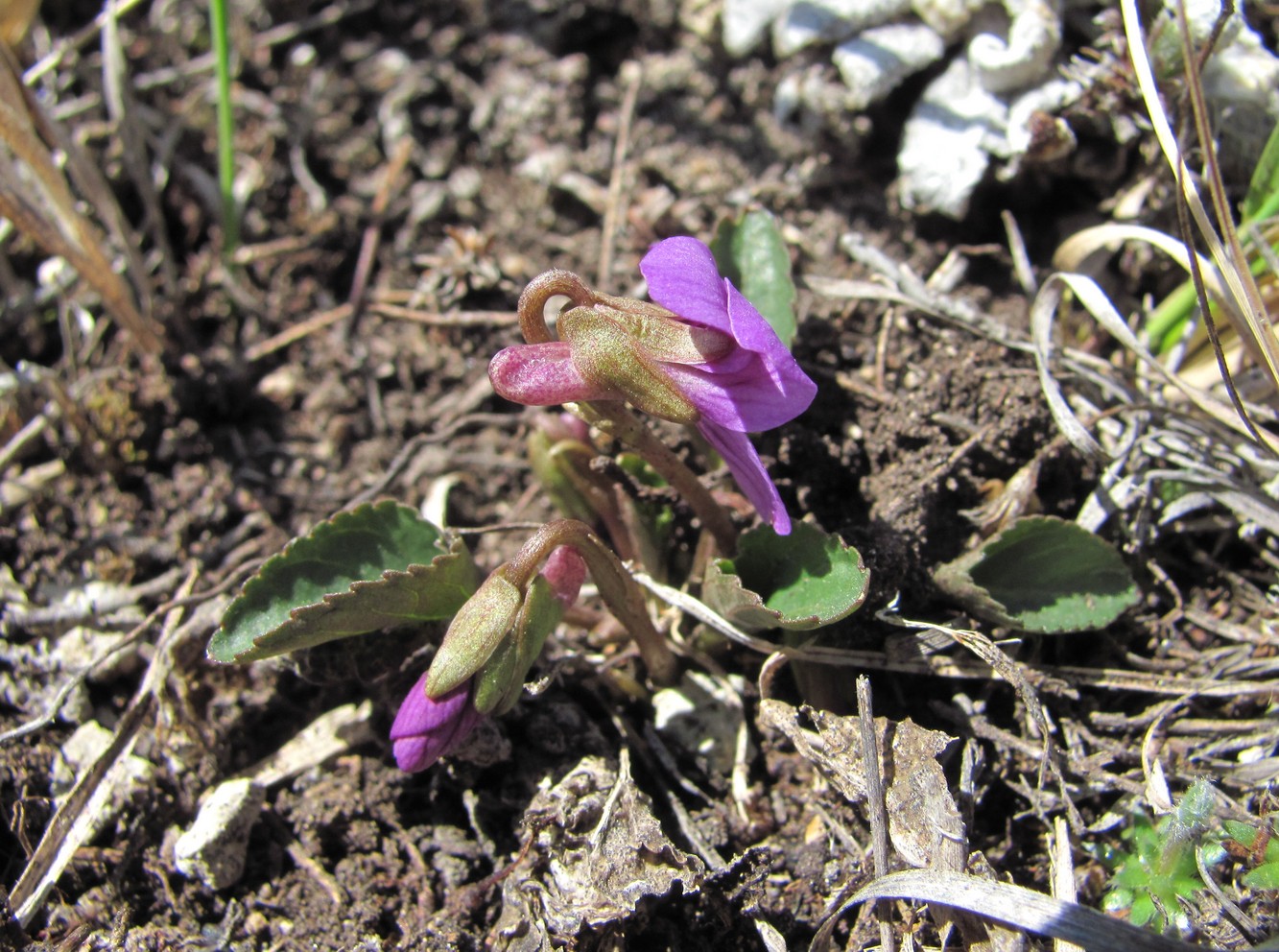 Image of Viola somchetica specimen.