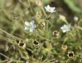 Spergula arvensis. Верхушки побегов с цветками и раскрывшимися плодами. Испания, автономное сообщество Каталония, провинция Жирона, комарка Баш Эмпорда, муниципалитет Паламос, недавно созданная на месте бывшей пашни рекреационная зона вдоль берега реки. 10.05.2019.