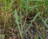 Crepis tectorum