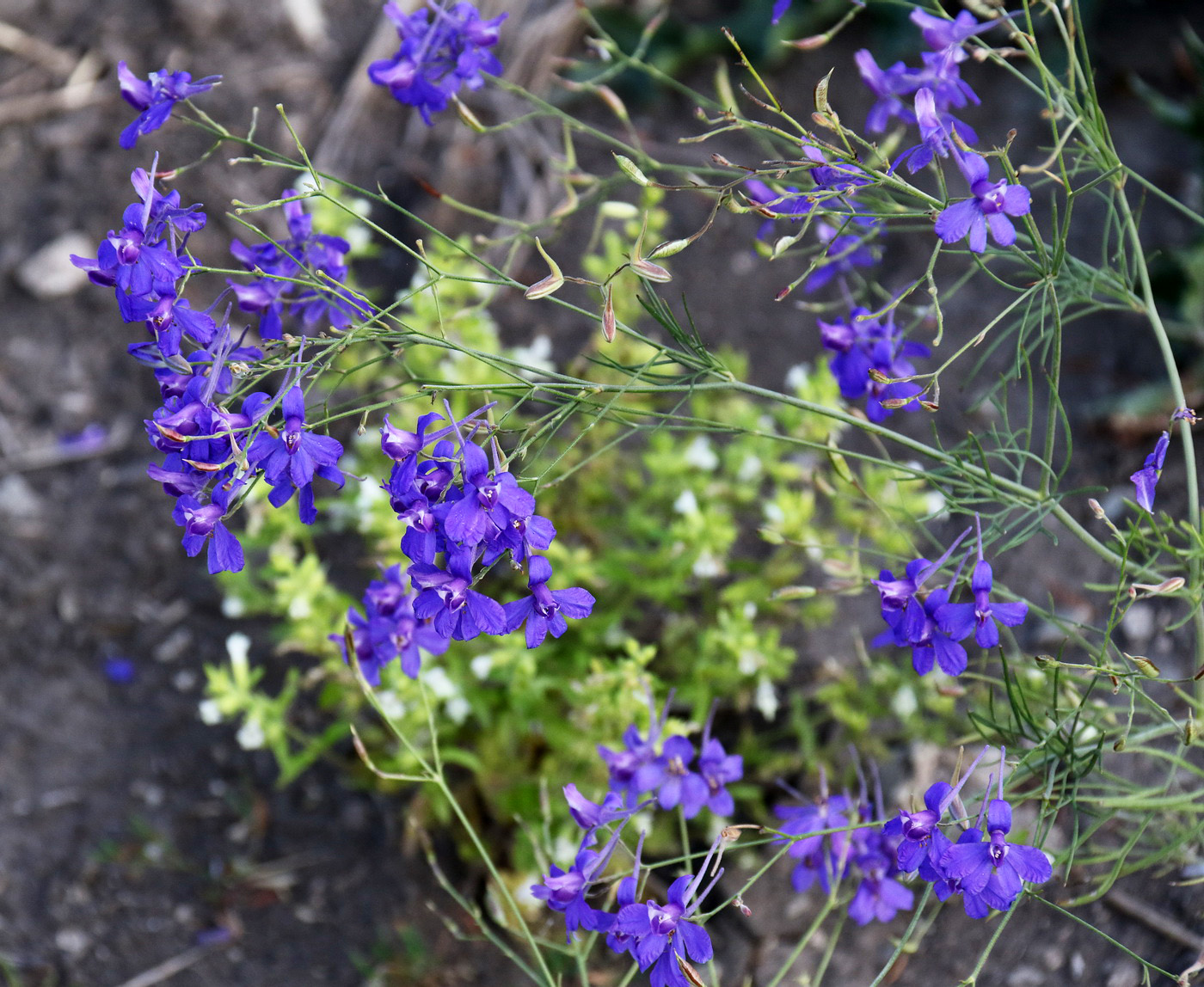 Image of Delphinium consolida specimen.