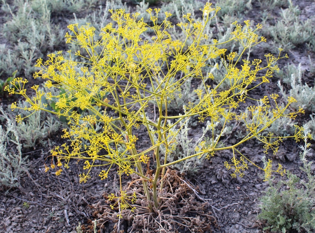 Изображение особи Ferula caspica.