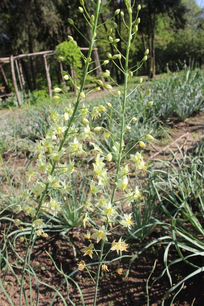 Изображение особи Eremurus suworowii.