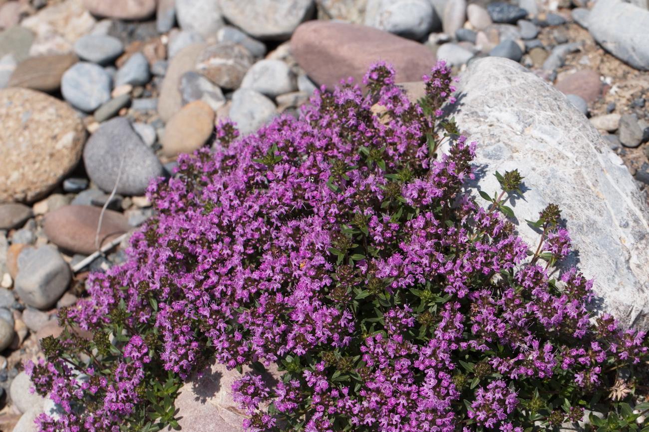 Изображение особи Thymus seravschanicus.