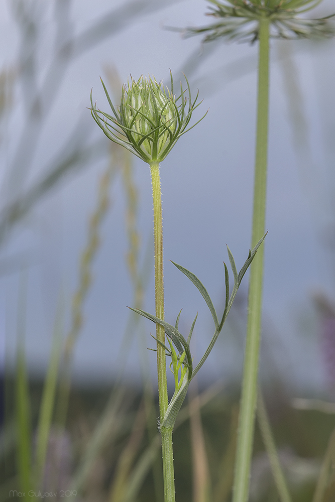 Изображение особи Daucus carota.