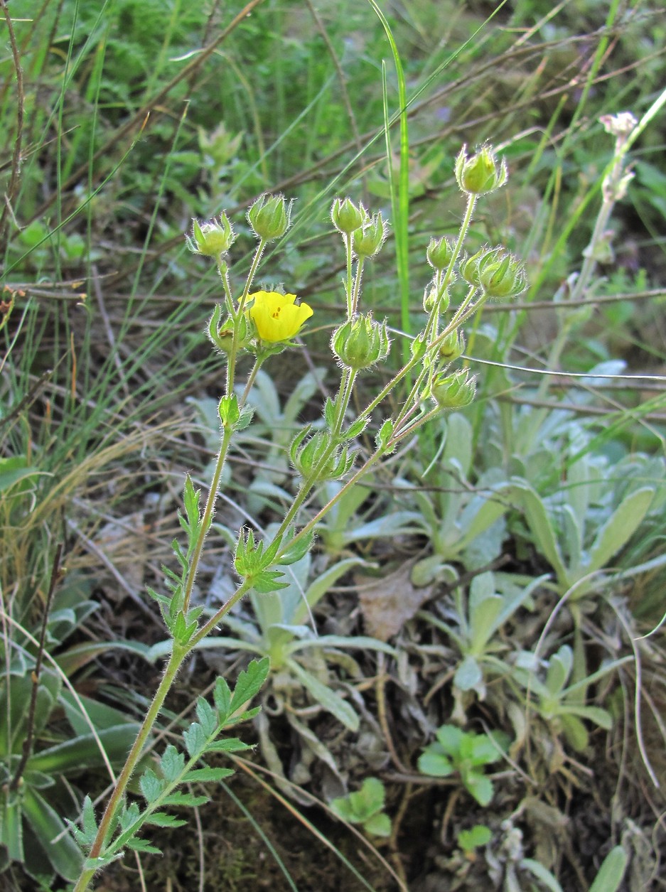 Image of Potentilla pimpinelloides specimen.
