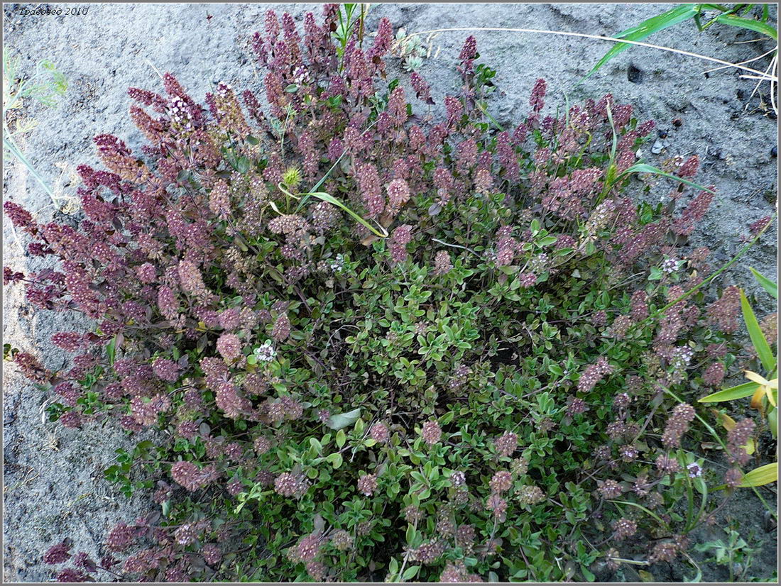 Image of Thymus ovatus specimen.