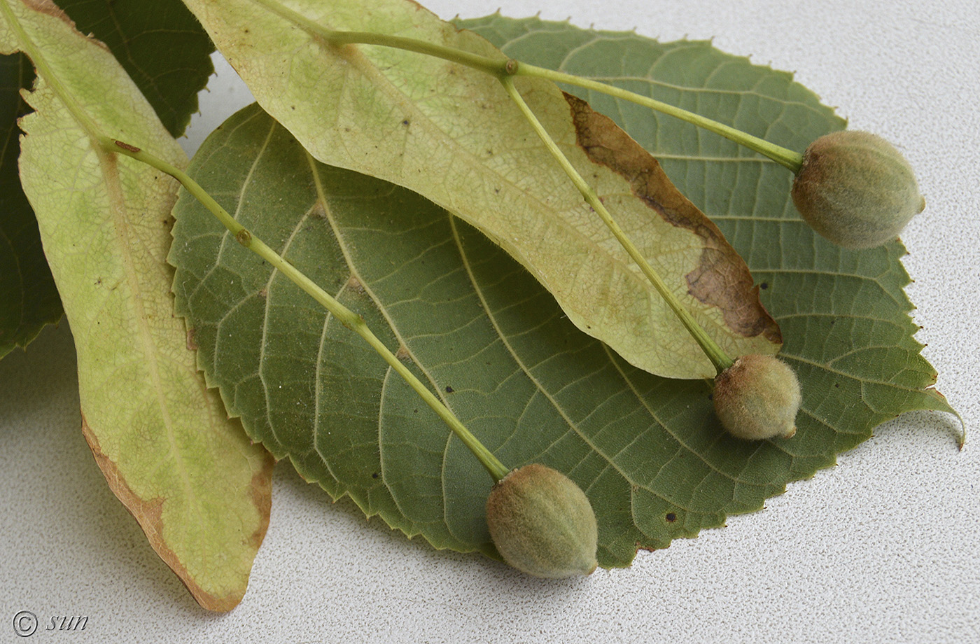 Image of Tilia cordifolia specimen.