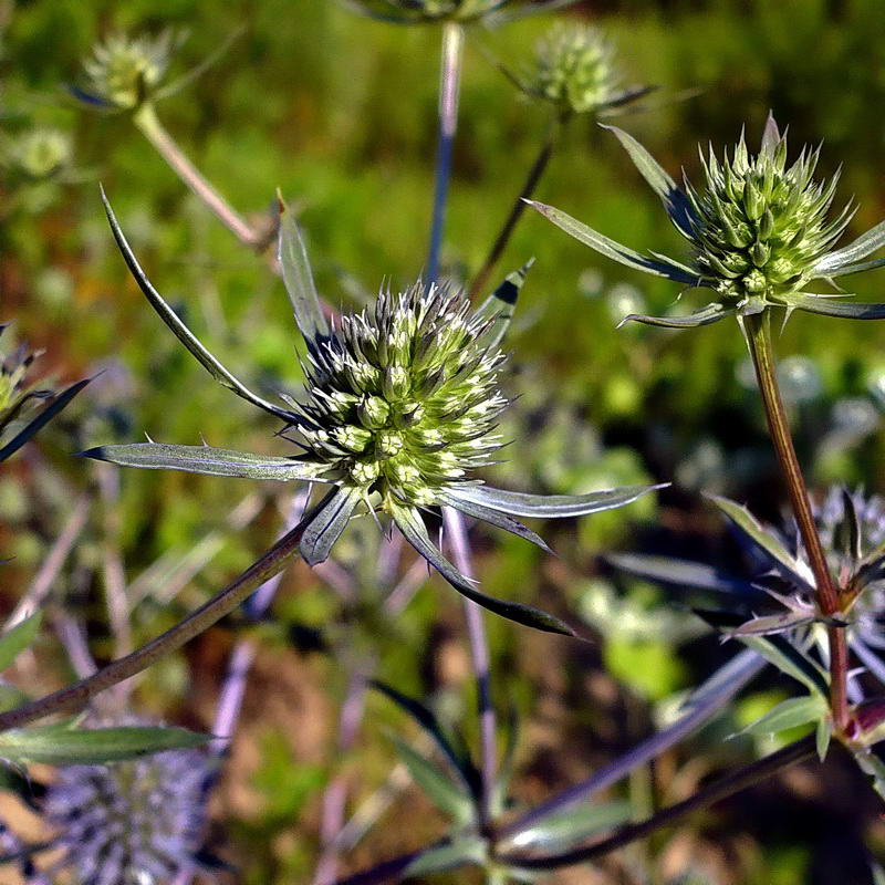 Изображение особи Eryngium planum.