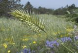 Agropyron pinifolium