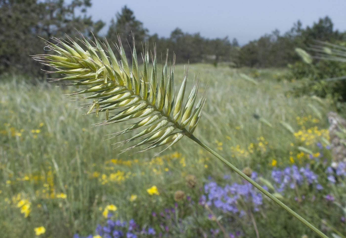 Изображение особи Agropyron pinifolium.