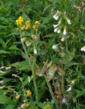 Tephroseris palustris. Верхушки цветущего и плодоносящего растений. Челябинская обл., Чебаркульский р-н, берег оз. Большой Кисегач, у воды. 07.08.2019.