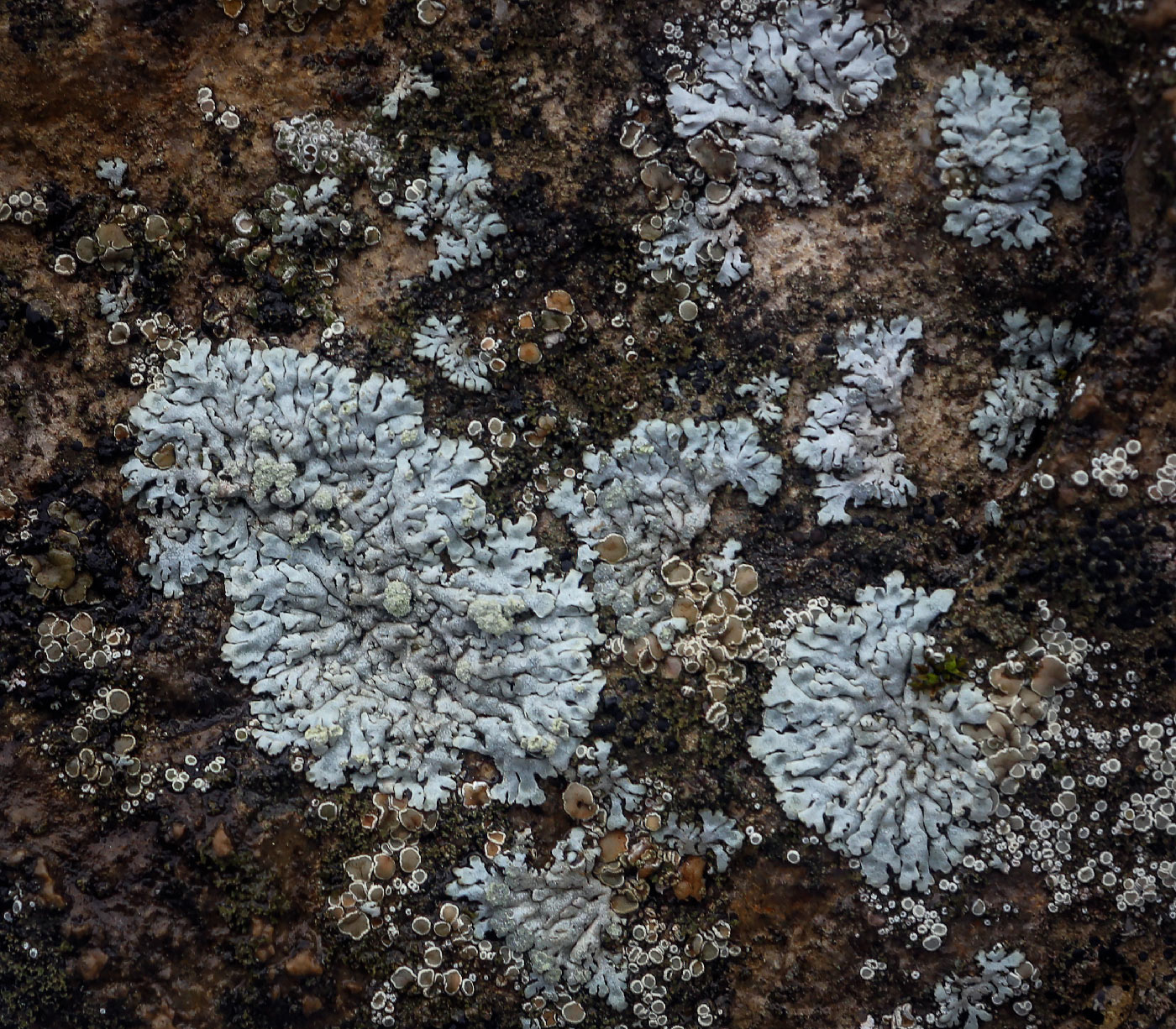 Image of Physcia subalbinea specimen.