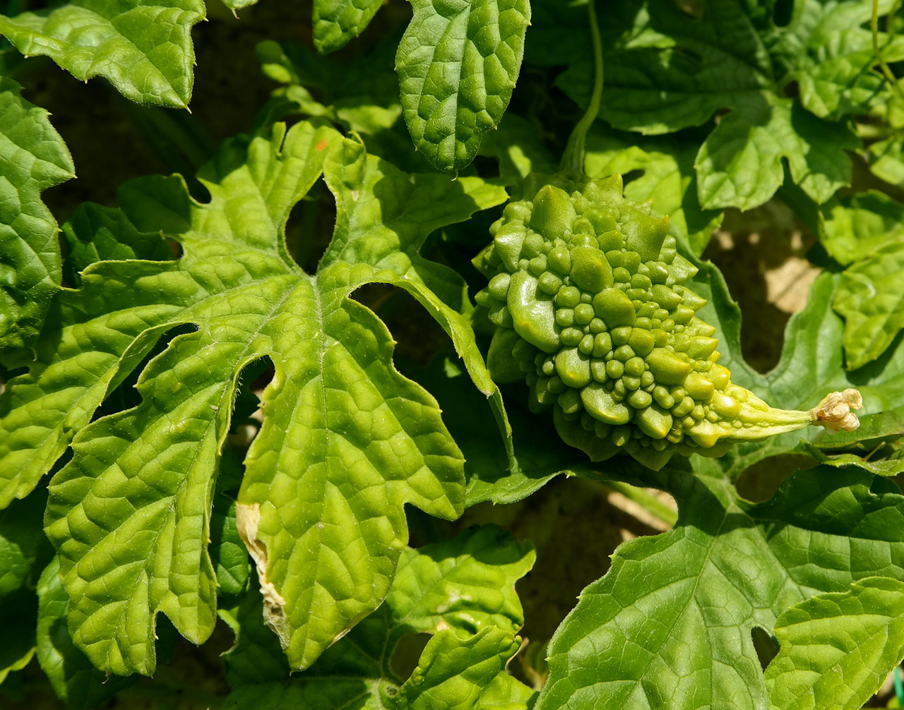 Image of Momordica charantia specimen.