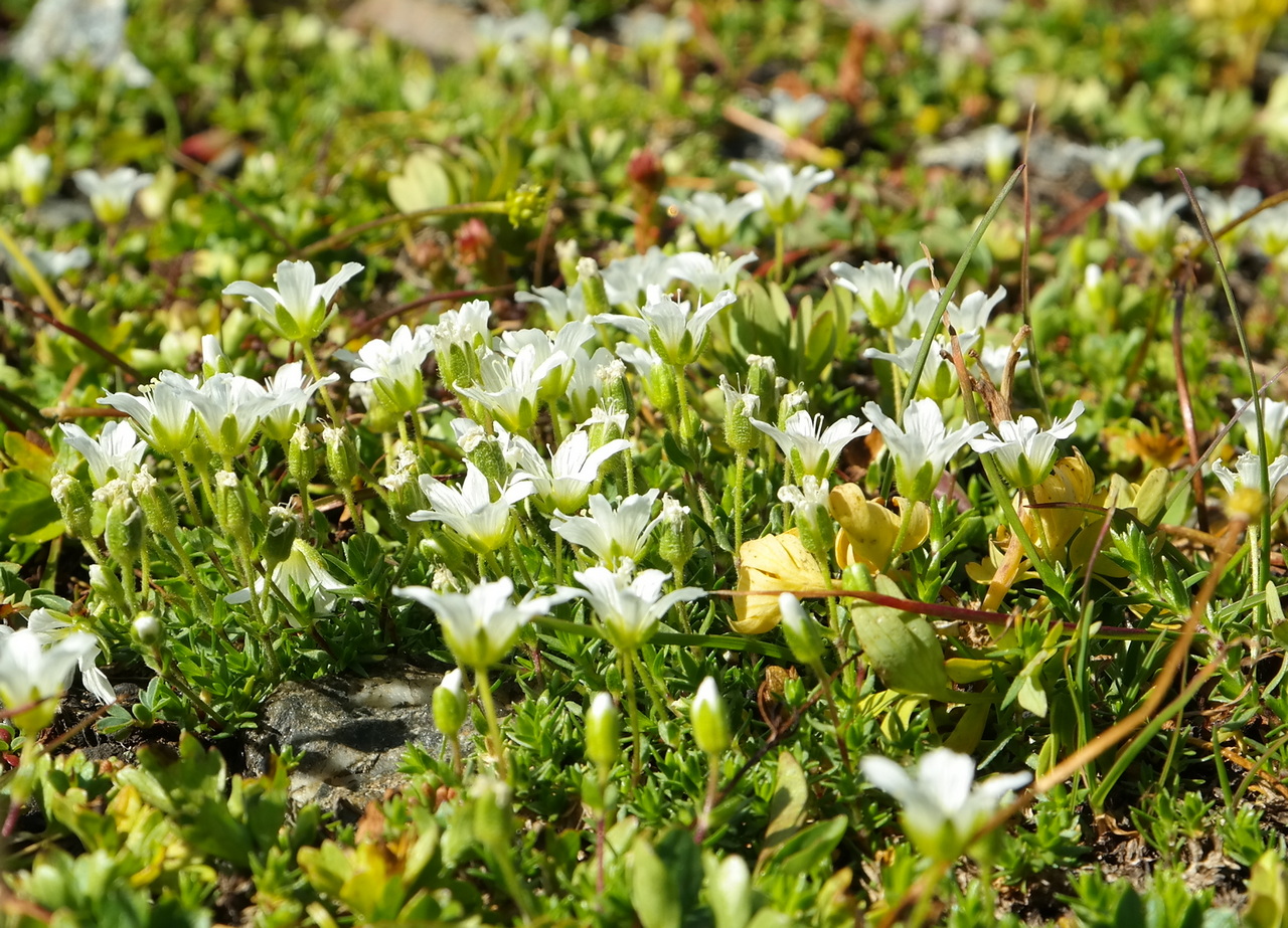 Image of Minuartia imbricata specimen.