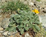 Anthemis marschalliana подвид pectinata. Цветущее растение. Карачаево-Черкесия, Домбай, гора Мусса-Ачитара, каменистый склон. 29.08.2019.